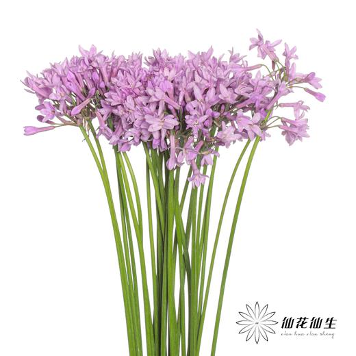 配花 | 紫骄花 商品图1