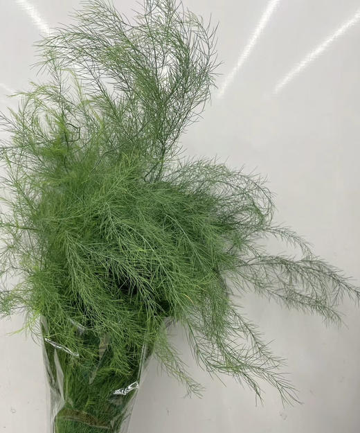 【如烟似雾】芦荀草（网红草）若干枝/扎 商品图5