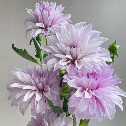 大丽花丨月亮石丨5支 商品图0