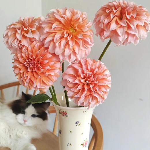 品牌基地大丽花丨奶油桃子 商品图0