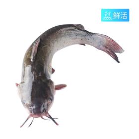 清江鱼(1500g）多退少补（默认不收拾，收拾请备注）