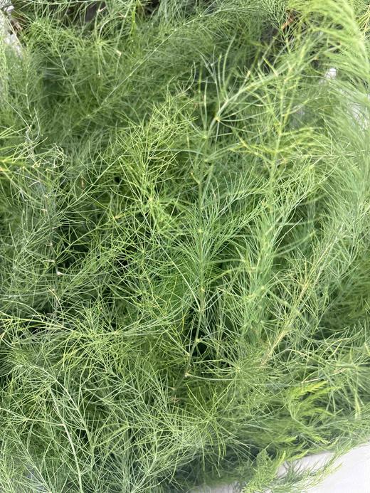 【如烟似雾】芦荀草（网红草）若干枝/扎 商品图6