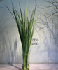 新菖蒲（菖蒲叶）若干枝/扎 商品缩略图5