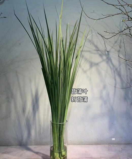 新菖蒲（菖蒲叶）若干枝/扎 商品图5