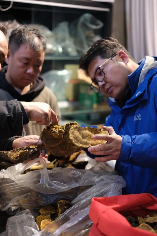 【西藏林芝 野生桑黄 】高海拔生长  整朵和切块 任选 商品图1