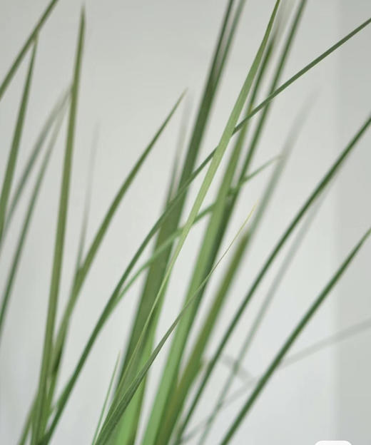 新菖蒲（菖蒲叶）若干枝/扎 商品图1