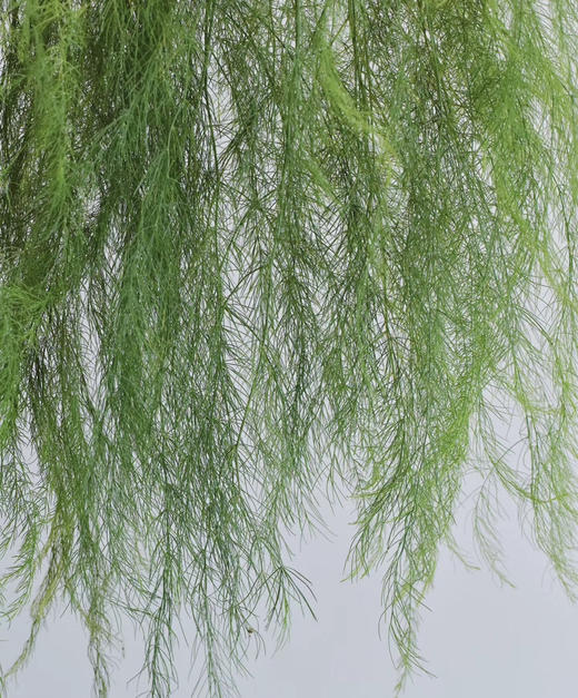 【如烟似雾】芦荀草（网红草）若干枝/扎 商品图4