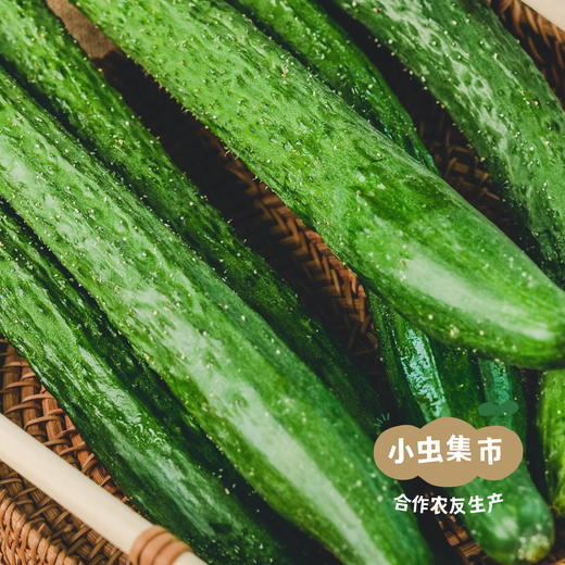 生态刺黄瓜 3斤 | 合作农友生产，来自陕西咸阳，生产农人：沃野青青郑力行 *【公平贸易农人定价】 商品图6