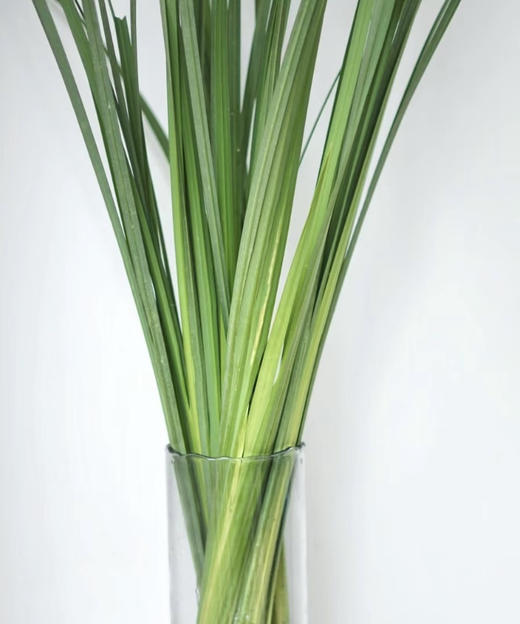 新菖蒲（菖蒲叶）若干枝/扎 商品图2