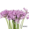 配花 | 紫骄花 商品缩略图5