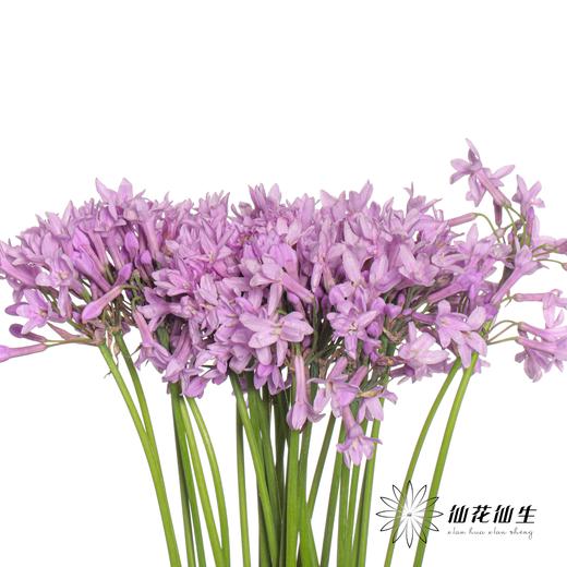 配花 | 紫骄花 商品图5