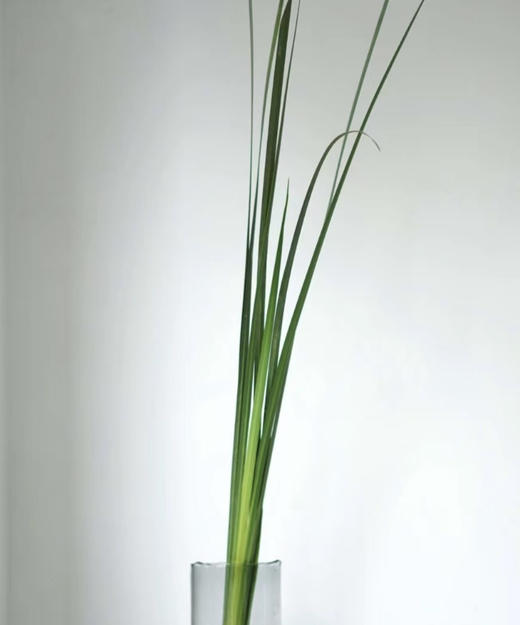 新菖蒲（菖蒲叶）若干枝/扎 商品图3