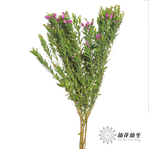 配花 | 豆蔻年华 商品图1