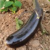 【源频·茄子】750g 商品缩略图0