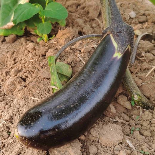 【源频·茄子】750g 商品图0