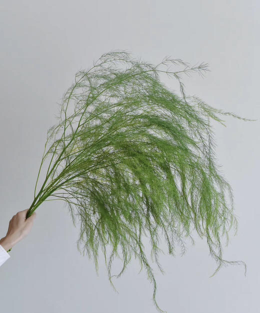 【如烟似雾】芦荀草（网红草）若干枝/扎 商品图1