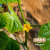 生态刺黄瓜 3斤 | 合作农友生产，来自陕西咸阳，生产农人：沃野青青郑力行 *【公平贸易农人定价】 商品缩略图8