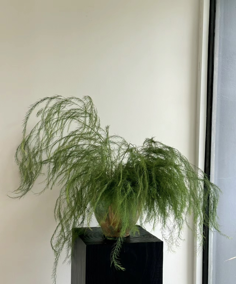 【如烟似雾】芦荀草（网红草）若干枝/扎