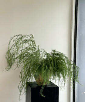 【如烟似雾】芦荀草（网红草）若干枝/扎