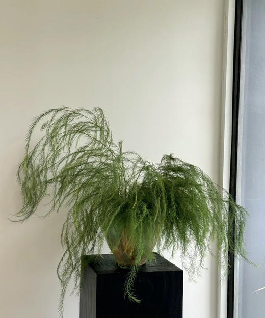 【如烟似雾】芦荀草（网红草）若干枝/扎 商品图0