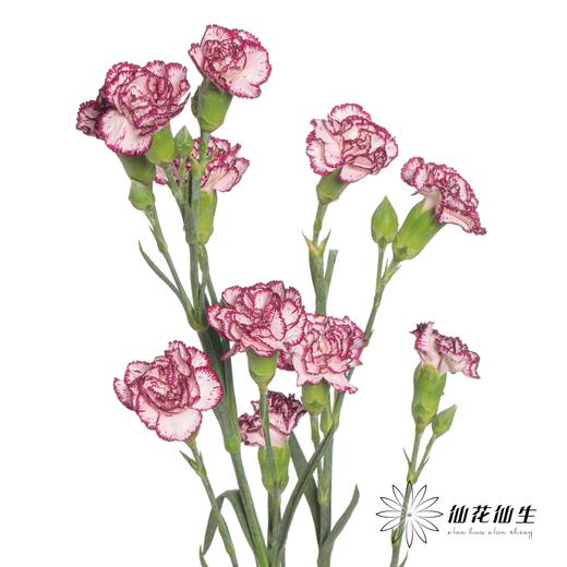 多头康乃馨 | 多瑙河 商品图5