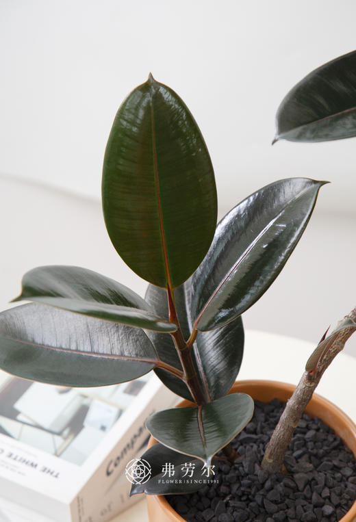 桌面黑金刚 商品图1