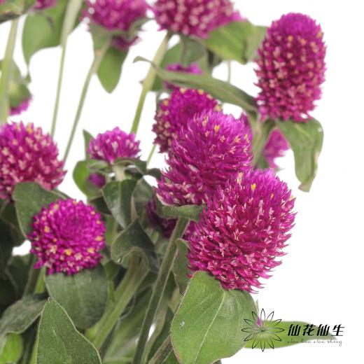 配花 | 千日红 紫色 商品图2