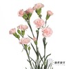 多头康乃馨 | 粉佳人 商品缩略图1