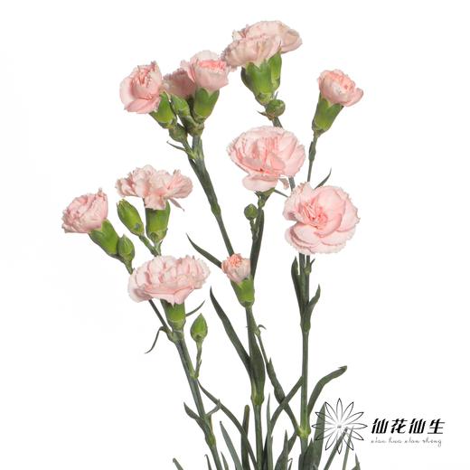 多头康乃馨 | 粉佳人 商品图1