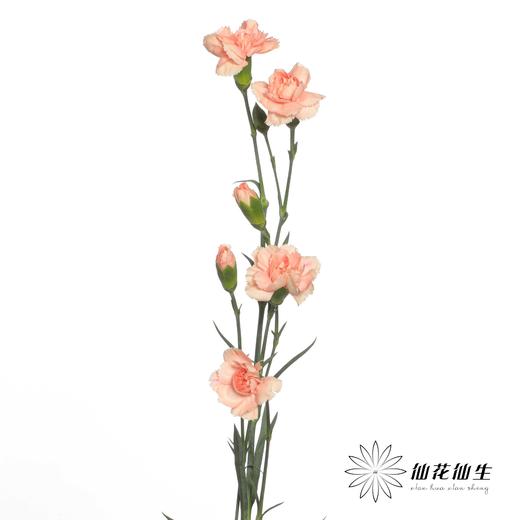 多头康乃馨 | 墨言 商品图5