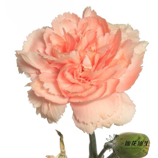 多头康乃馨 | 墨言 商品图2