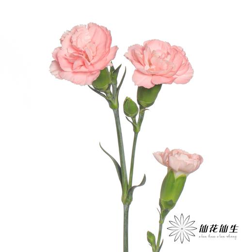 多头康乃馨 | 豆巴豆 商品图3