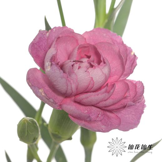 多头康乃馨 | 野马 商品图3