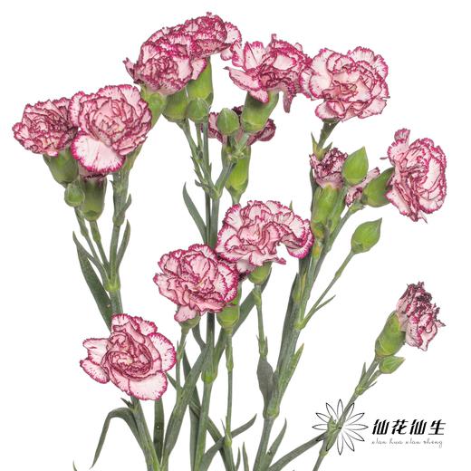 多头康乃馨 | 多瑙河 商品图1