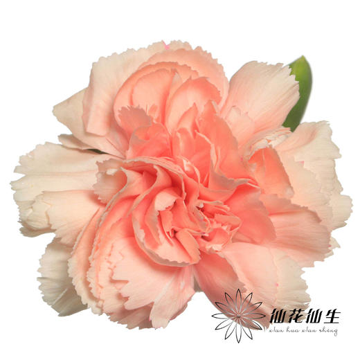 多头康乃馨 | 墨言 商品图0