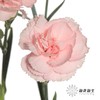 多头康乃馨 | 粉佳人 商品缩略图2