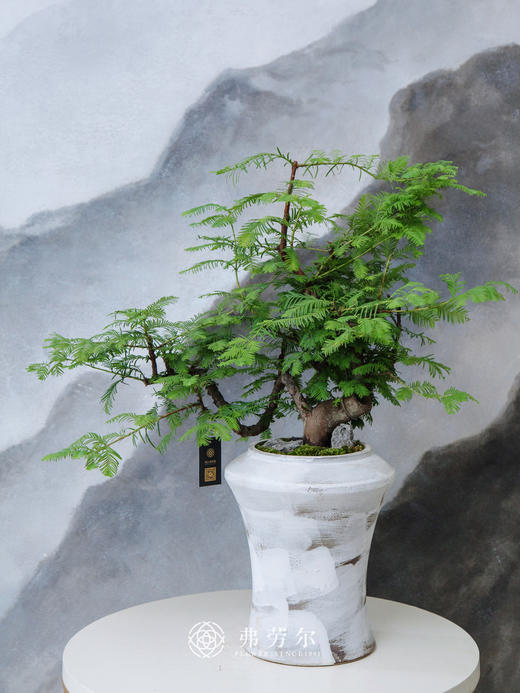 高脚盆水杉 商品图0