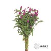 配花 | 千日红 紫色 商品缩略图1