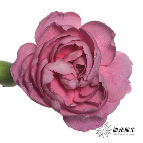 多头康乃馨 | 野马