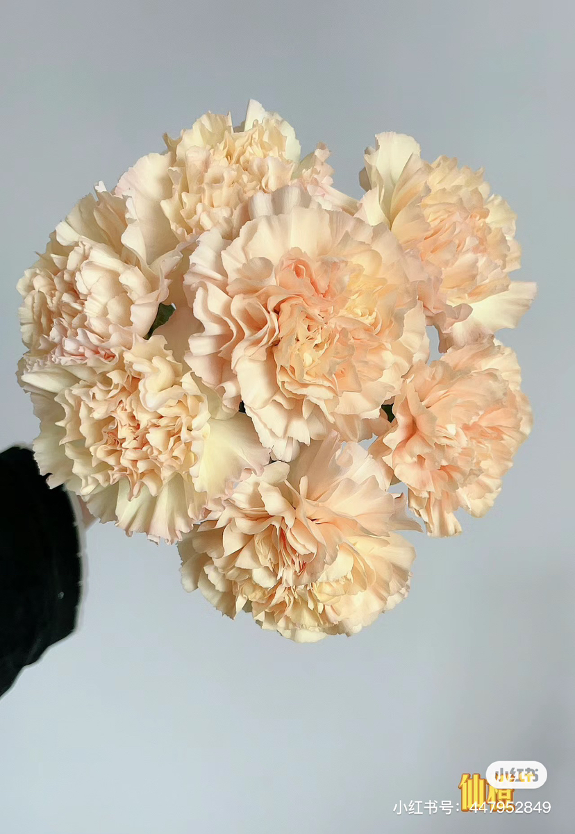 康乃馨，香槟色