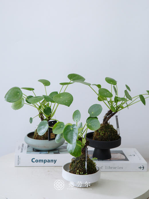 苔藓球镜面草 商品图0