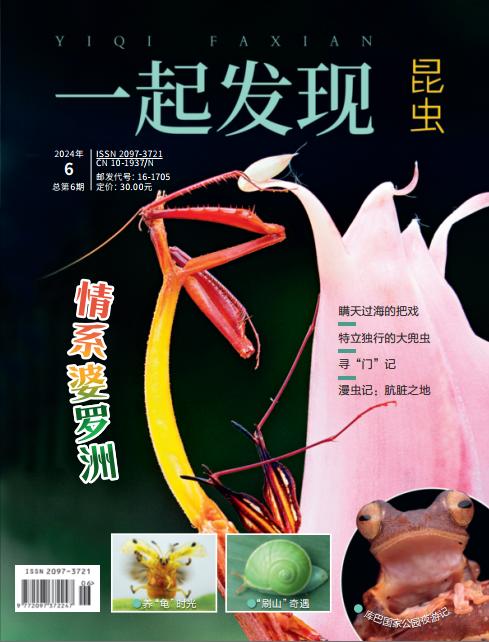 2024年《一起发现》过刊10本一次发出 商品图10