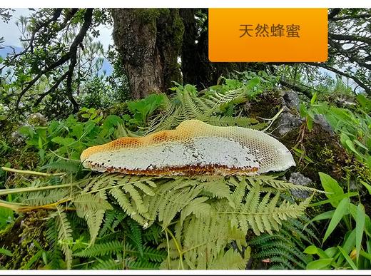 【云南省怒江州泸水市】怒水山珍草果蜂蜜300g/瓶 商品图2