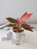 水培红色倾城 商品缩略图0