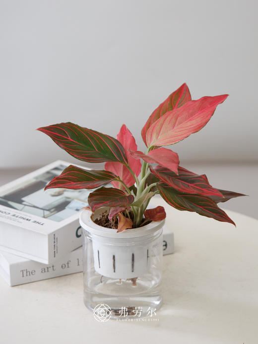 水培红色倾城 商品图0