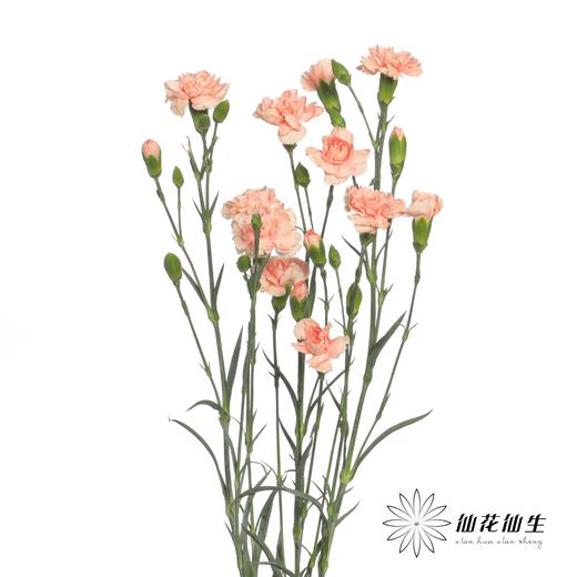 多头康乃馨 | 墨言 商品图1