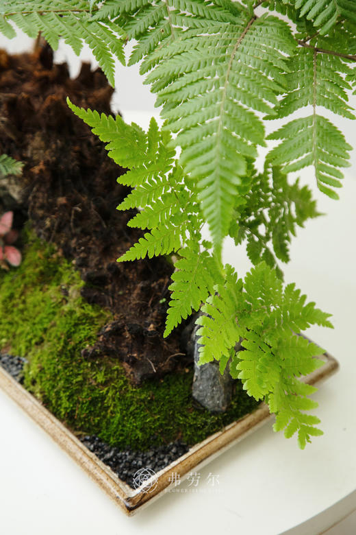 老桩红磷蕨 商品图1