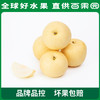 PAGODA百果园 A级-蜜梨8粒家庭装 商品缩略图1