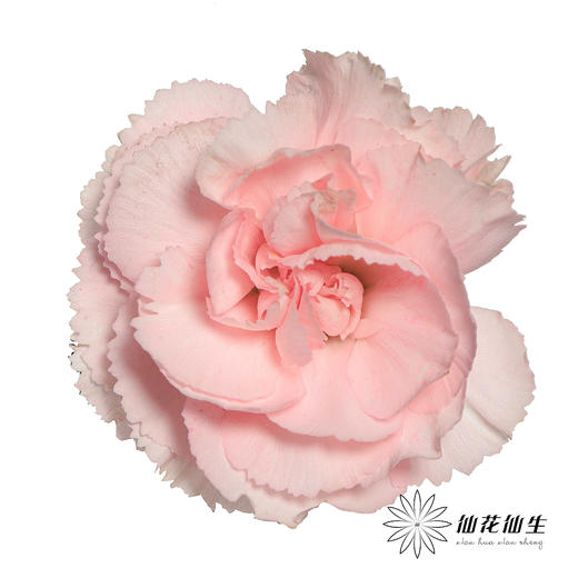 多头康乃馨 | 粉佳人 商品图0