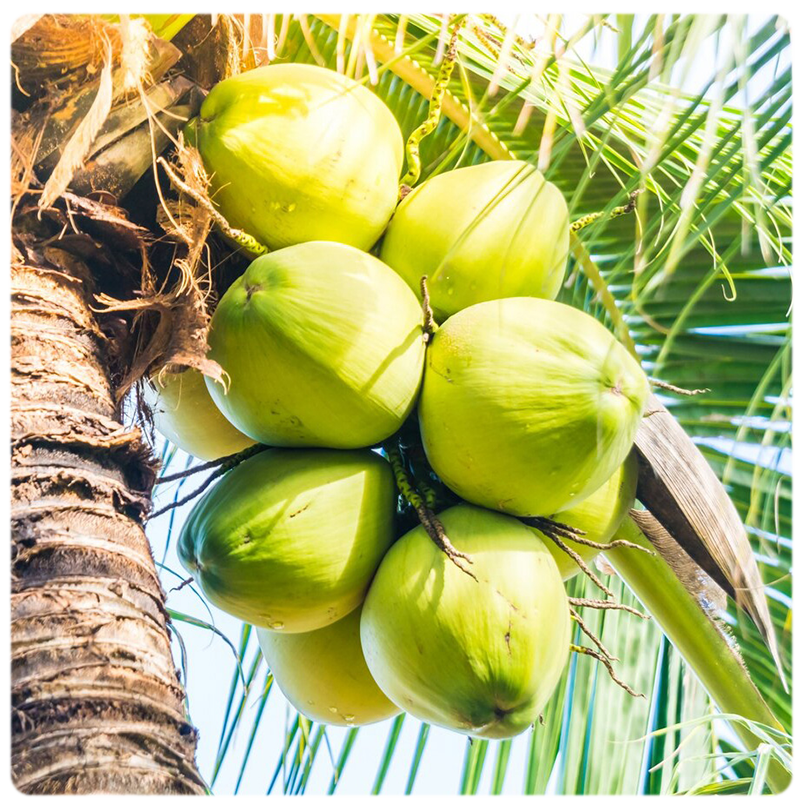 Purely叔叔来聊聊 椰子